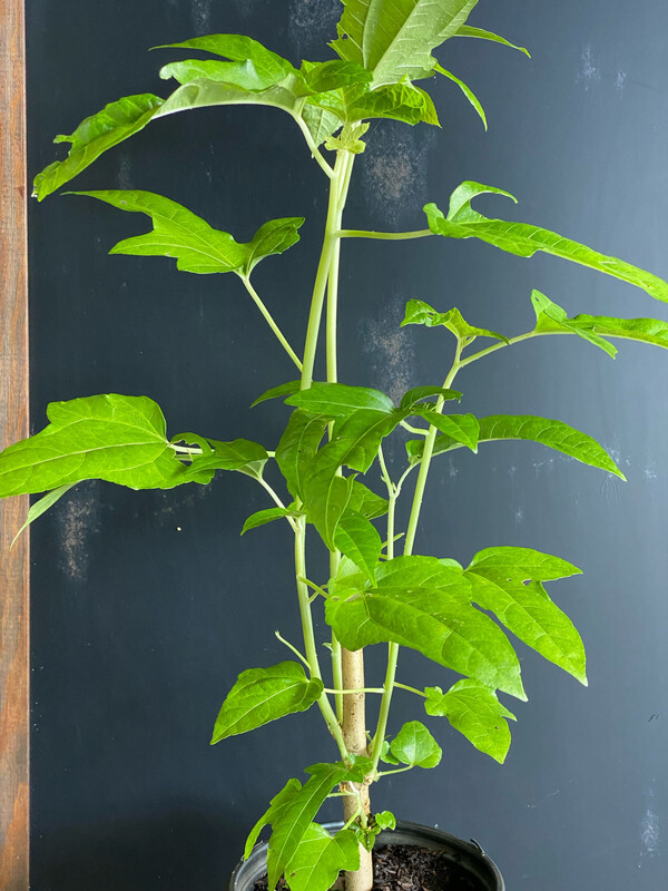 Hibiscus - Edible Long Leaf Salad Tree (Abelmoschus manihot) 1G
