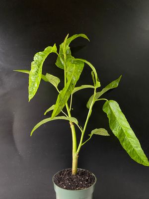 Hibiscus - Edible Long Leaf Salad Tree (Abelmoschus manihot) 1G