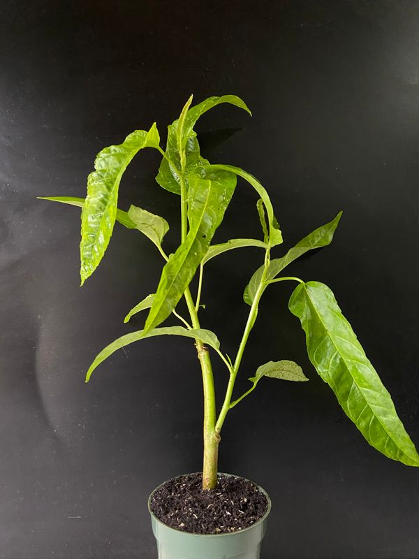 Hibiscus - Edible Long Leaf Salad Tree (Abelmoschus manihot) 1G