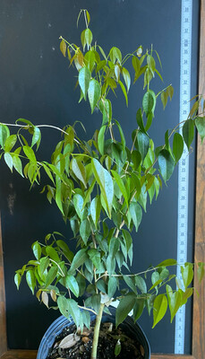 Guaburiti (Plinia rivularis) 3G