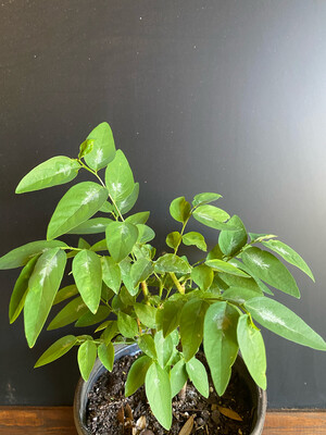 Katuk - Green (Sauropus androgynus) 1G
