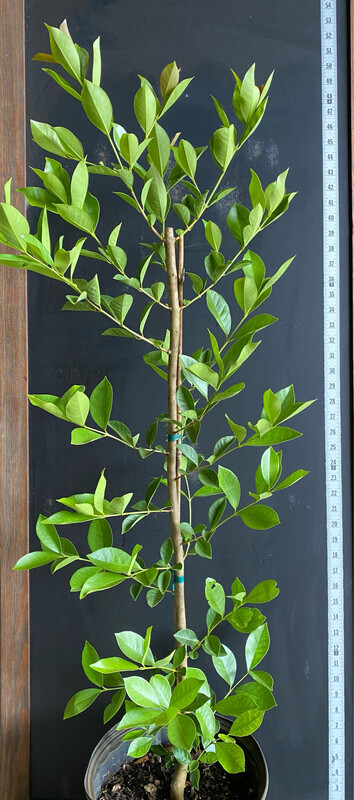 Guava - Lemon Cattley (Psidium cattleyanum) 3G