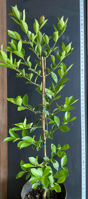 Guava - Lemon Cattley (Psidium cattleyanum) 3G