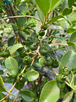 Guava - Lemon Cattley (Psidium cattleyanum) 3G