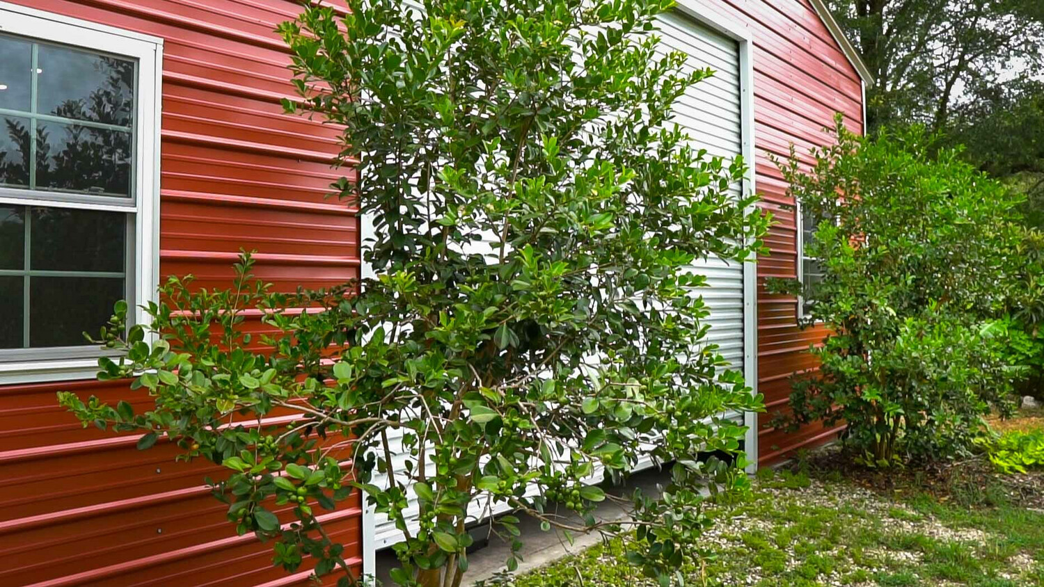 Guava - Lemon Cattley (Psidium cattleyanum) 3G