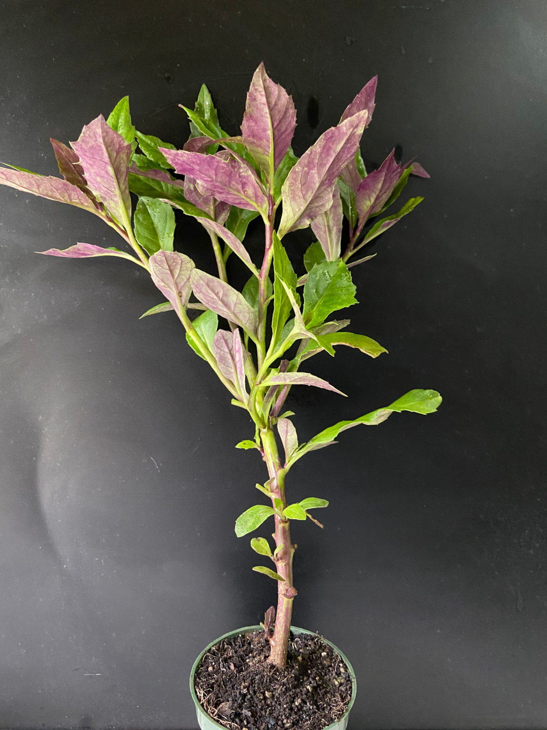 Spinach - Okinawa (Gynura bicolor) 1G