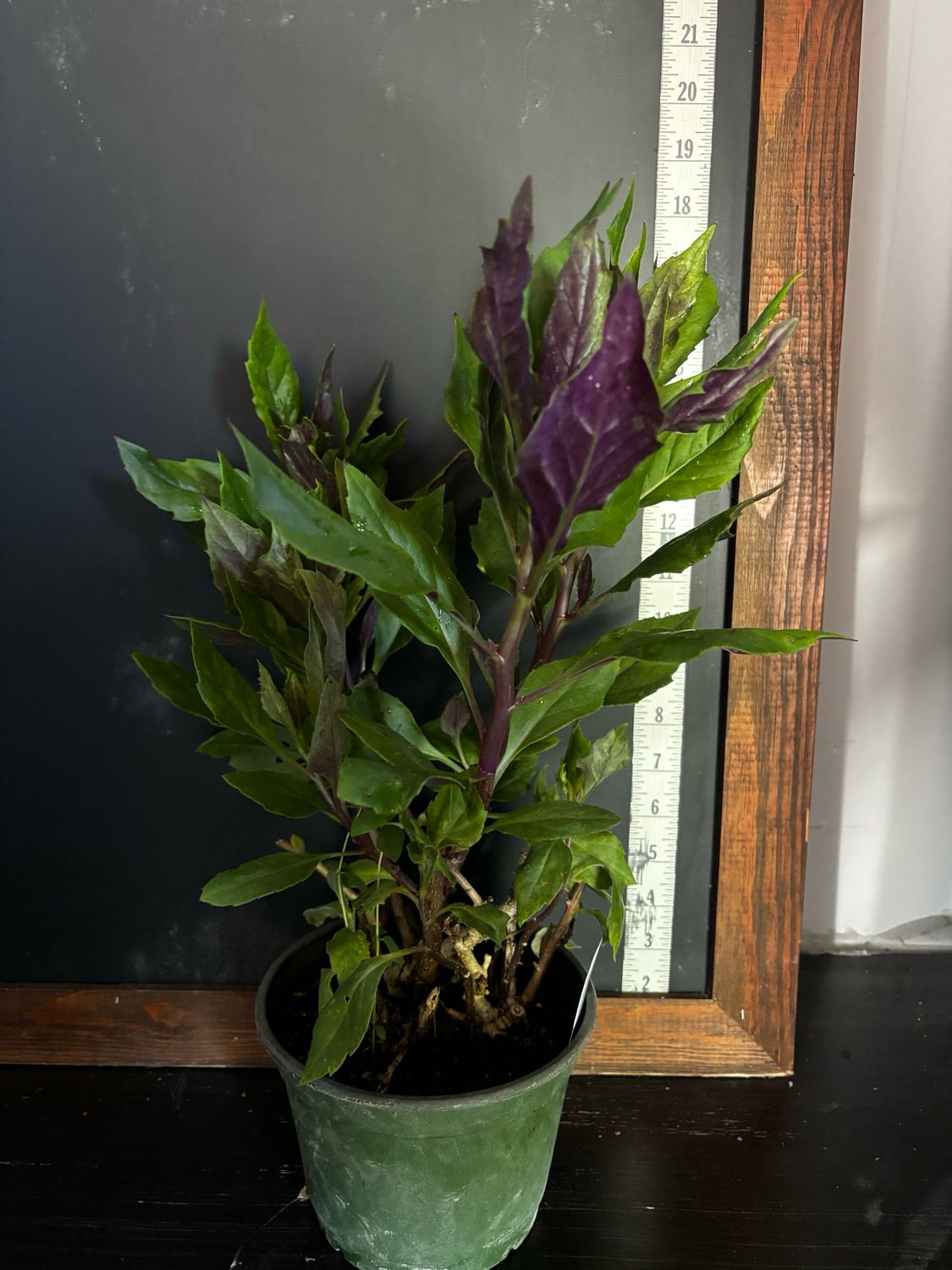 Spinach - Okinawa (Gynura bicolor) 1G