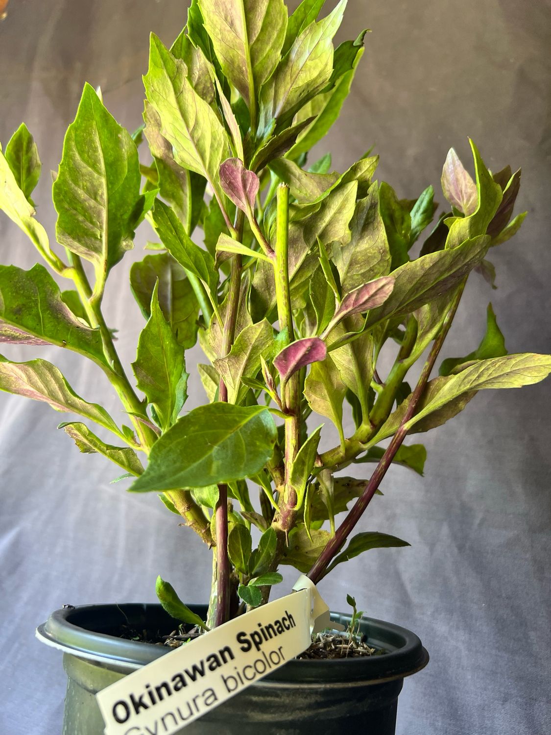 Spinach - Okinawa (Gynura bicolor) 1G