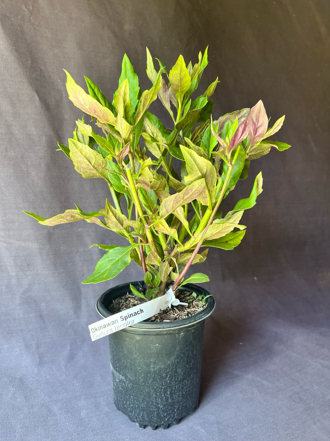 Spinach - Okinawa (Gynura bicolor) 1G