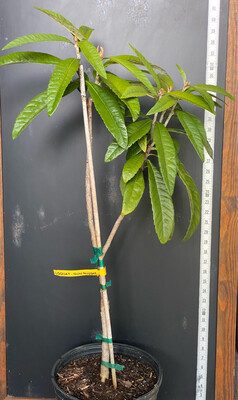Loquat - Golden Nugget (Eriobotrya japonica) 3G
