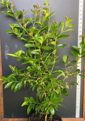 Cherry of the Rio Grande (Eugenia involucrata) 2G