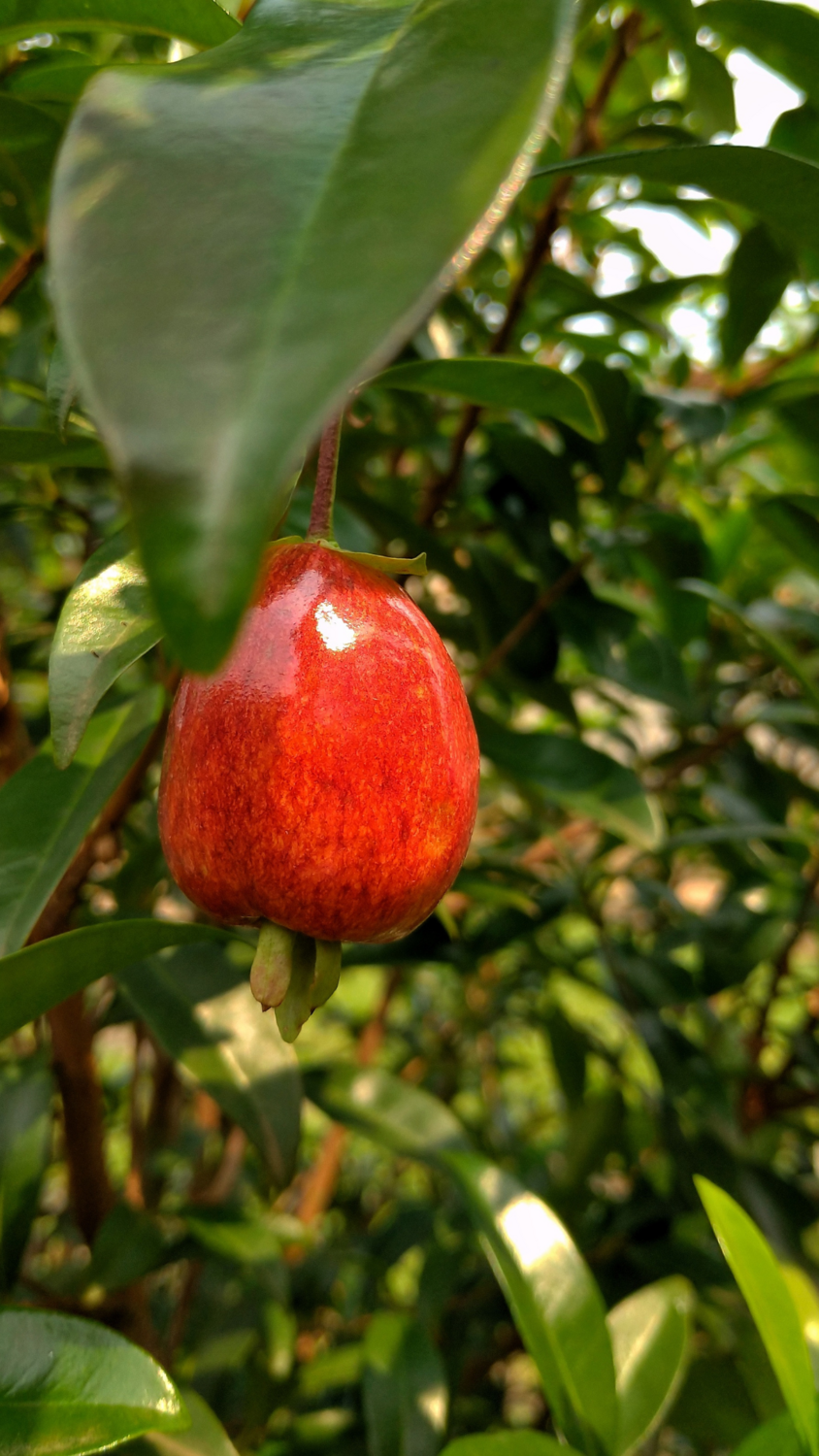 Cherry of the Rio Grande (Eugenia involucrata) 2G
