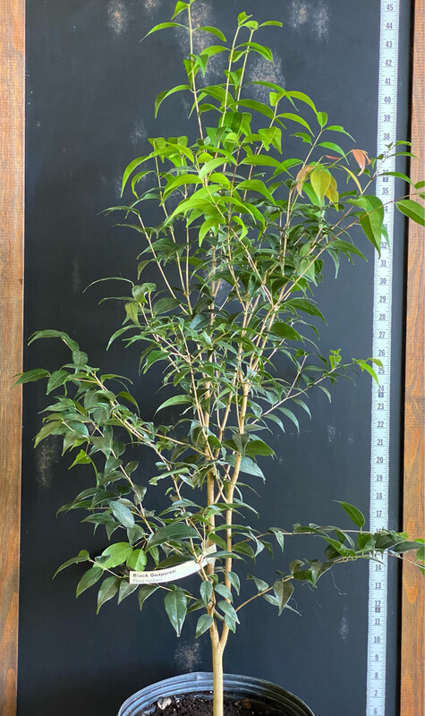 Black Guaburiti (Plinia rivularis) 3G