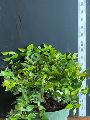 Jaboticaba Tree Grape - Branca INTA 2 (Plinia aureana) 1G