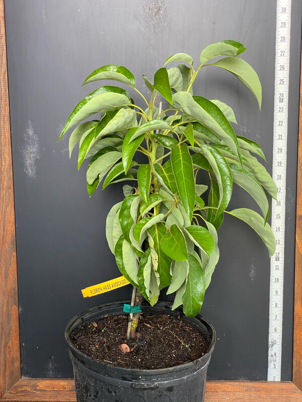Avocado - 'Florida Hass', Persea americana) - 3G