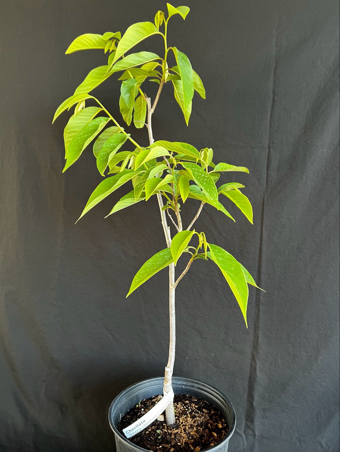 'Painter' Cherilata (Annona sp.) 3G