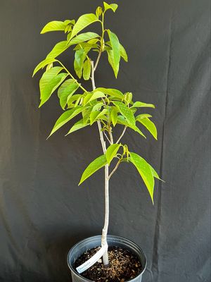 'Painter' Cherilata (Annona sp.) 3G