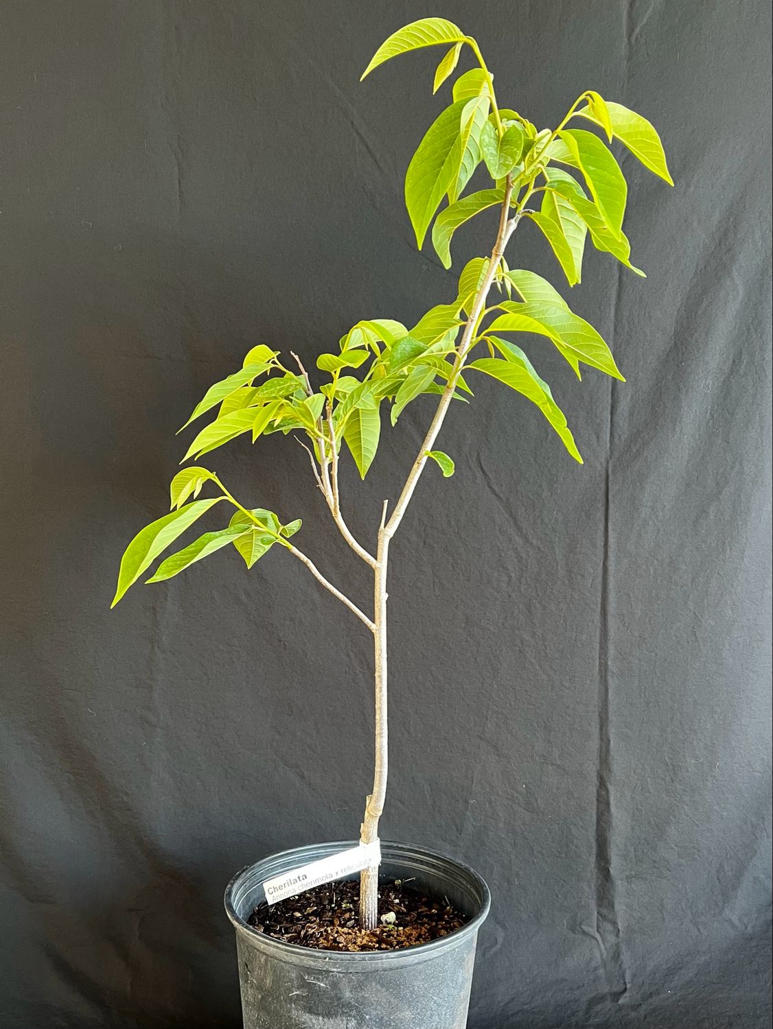 'Painter' Cherilata (Annona sp.) 3G