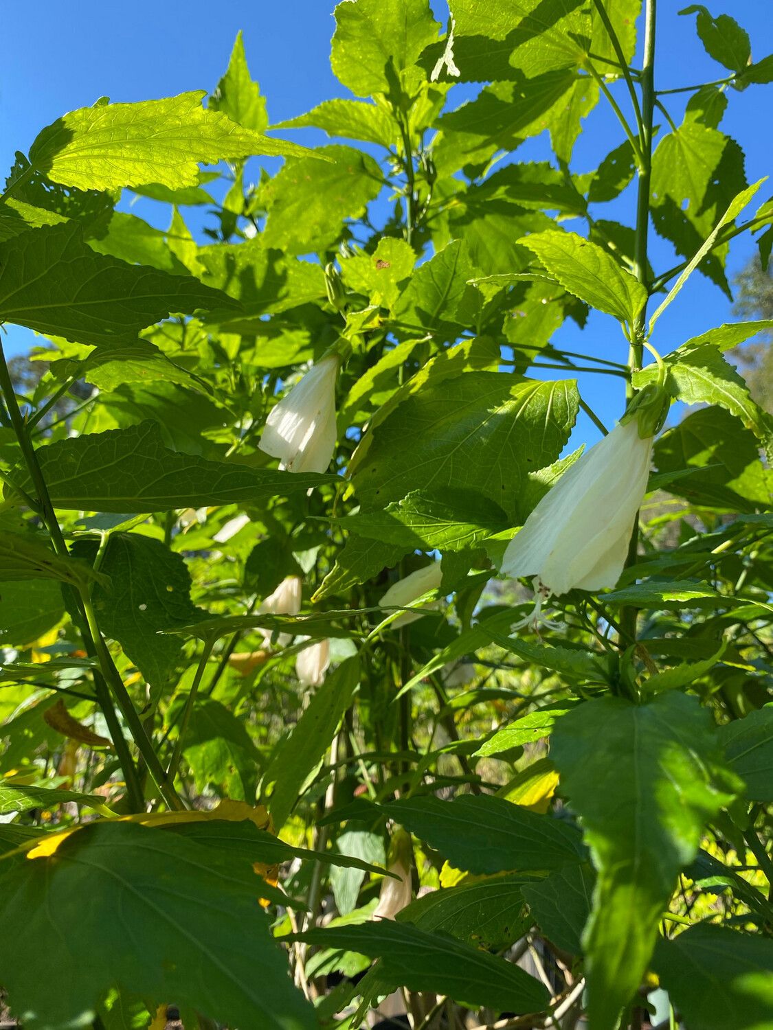 Hibiscus - Turk's Cap, White (Malvaviscus penduliflorus) Edible flower 4”