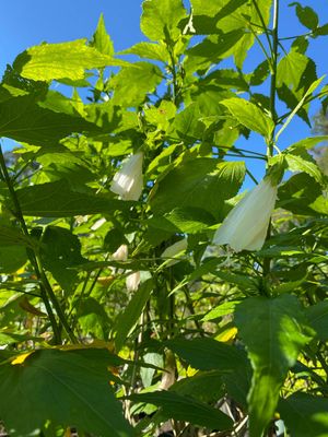 Hibiscus - Turk's Cap, White (Malvaviscus penduliflorus) Edible flower 4”