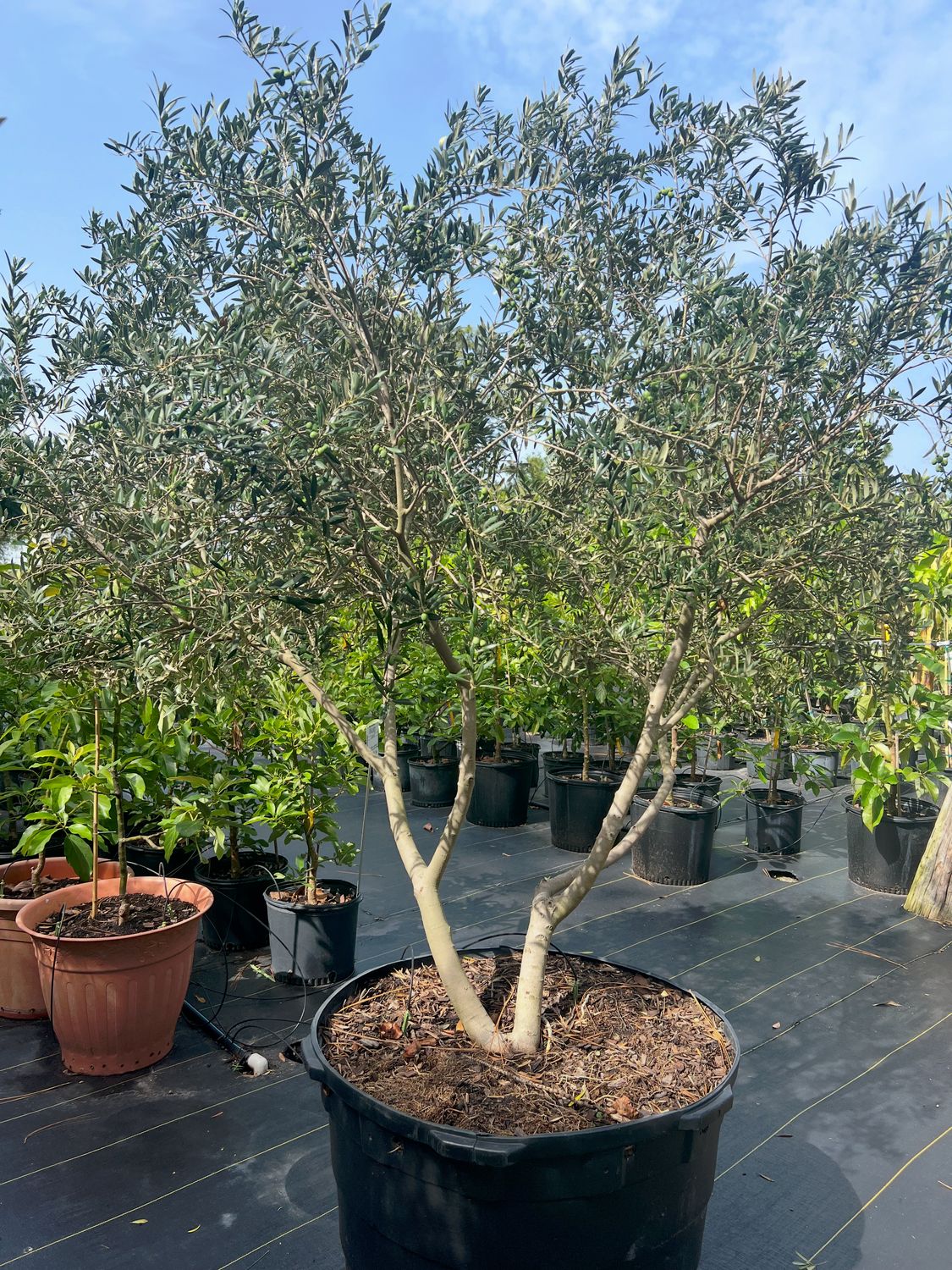 Olive - Arbequina (Olea europaea) 3G