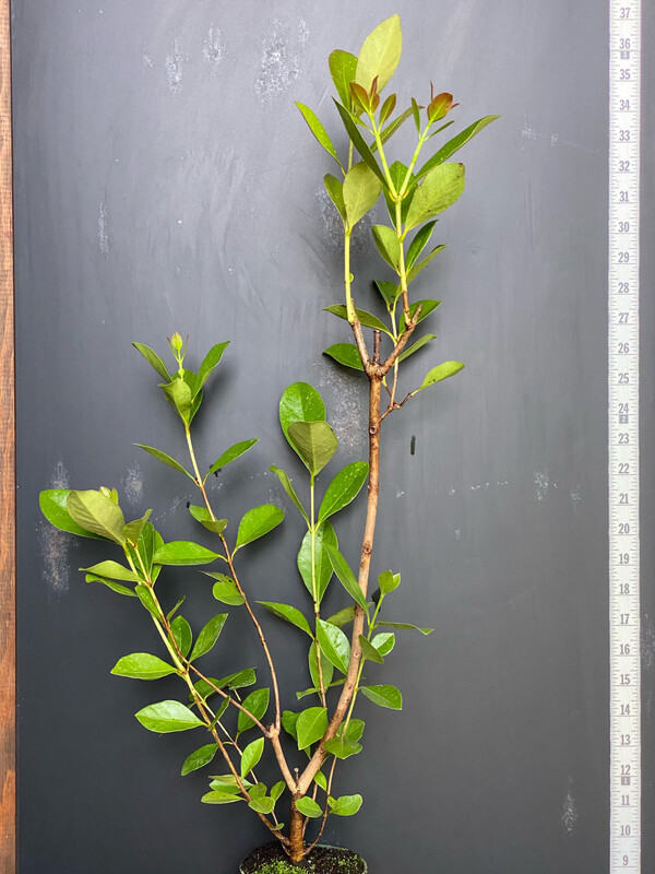 Guava - Lemon Cattley (Psidium cattleyanum) SEEDS
