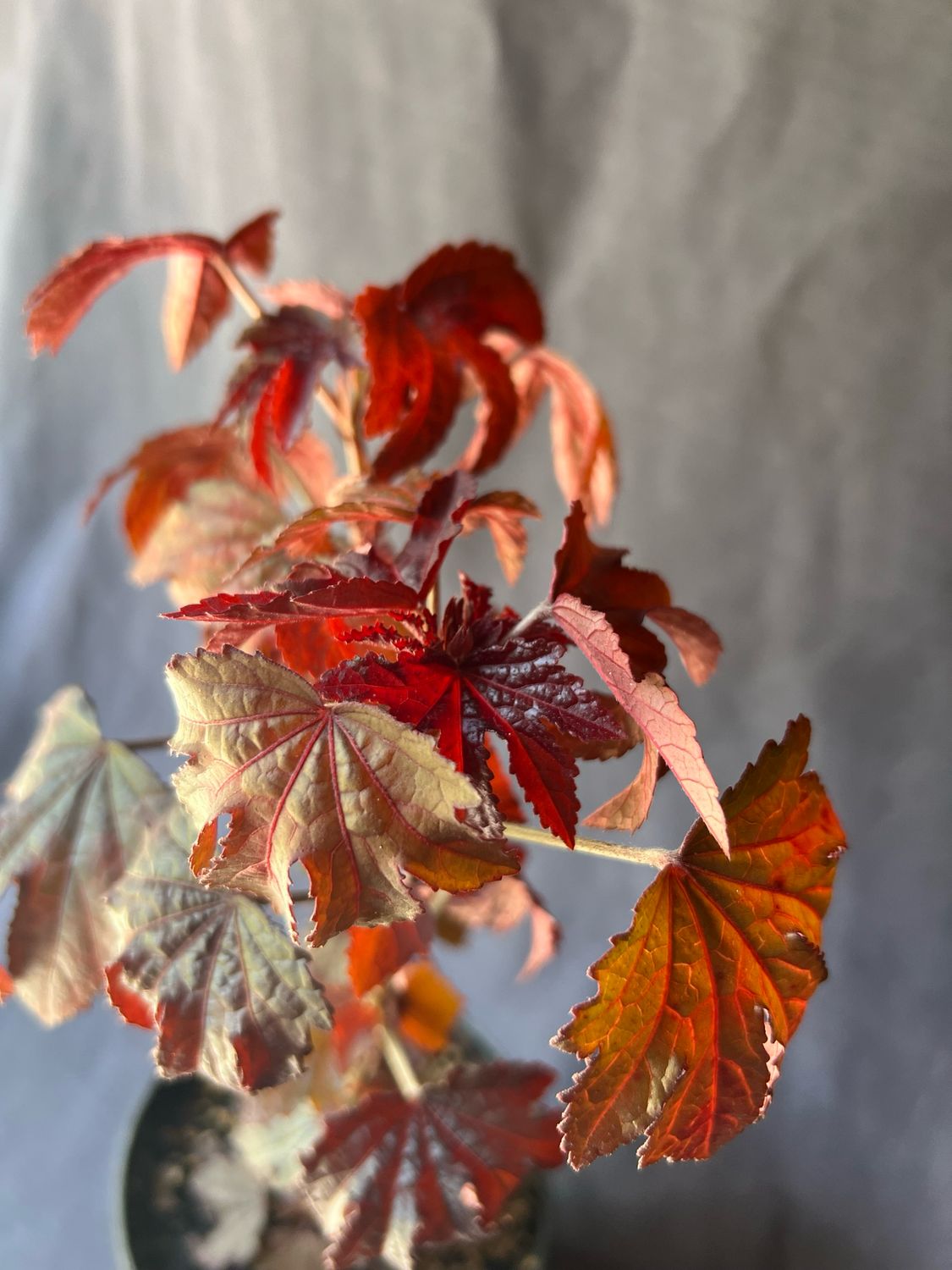 Hibiscus - Cranberry (Hibiscus acetosella) Edible Leaf 1G