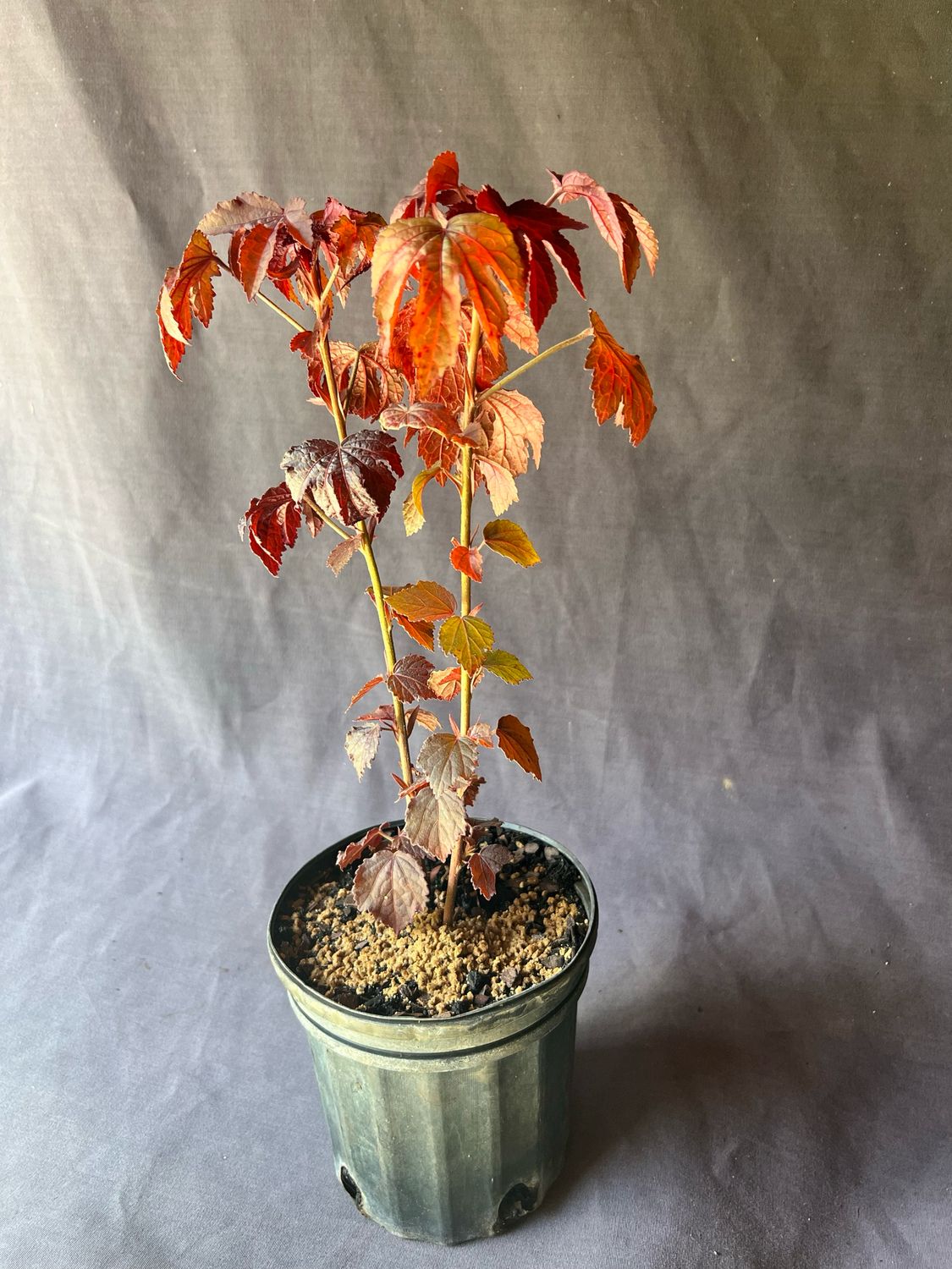 Hibiscus - Cranberry (Hibiscus acetosella) Edible Leaf 1G