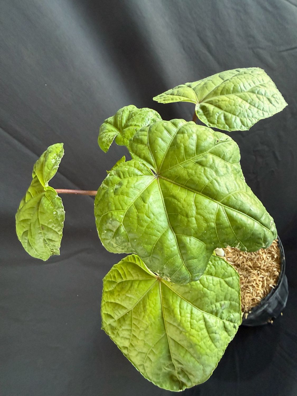 Hibiscus - Auntie Lilli's (Abelmoschus manihot) Edible Leaf 1G