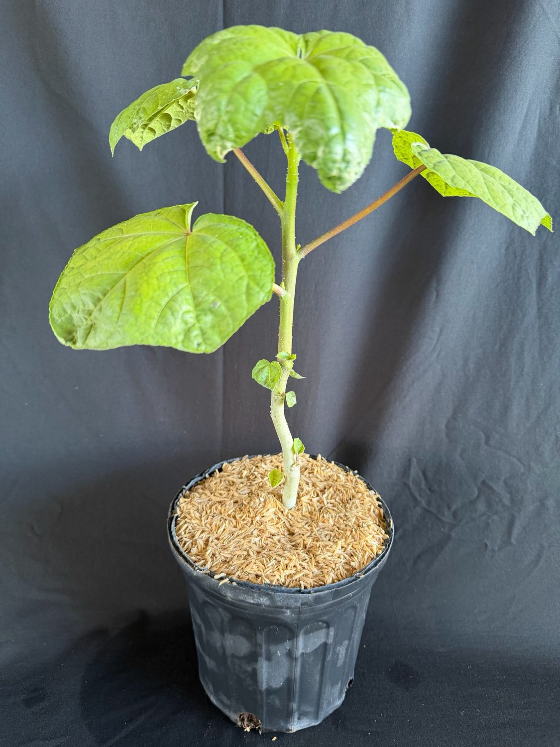 Hibiscus - Auntie Lilli's (Abelmoschus manihot) Edible Leaf 1G