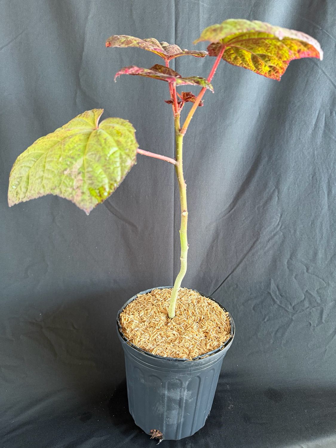 Hibiscus - Auntie Lilli's (Abelmoschus manihot) Edible Leaf 1G
