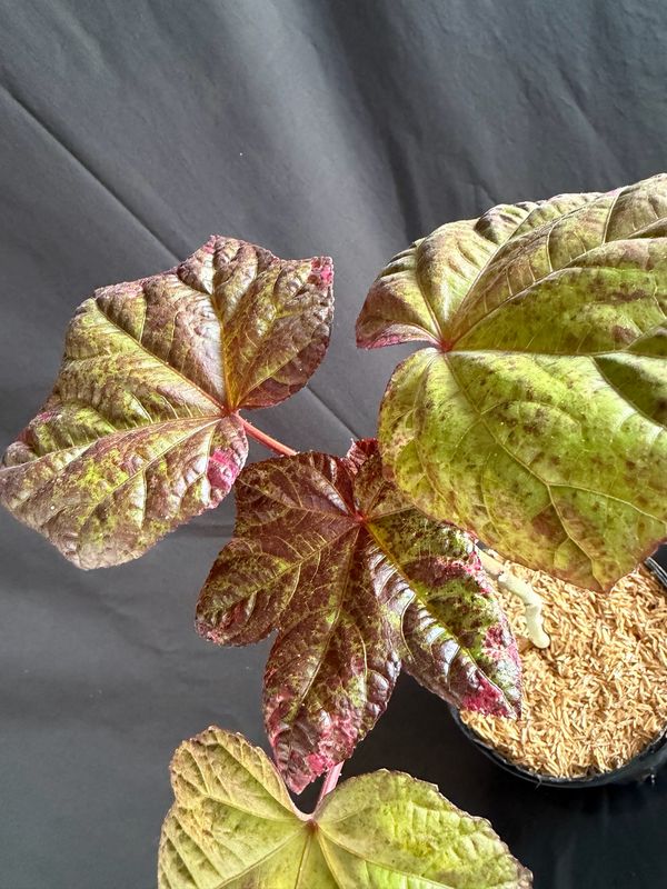 Hibiscus - Auntie Lilli's Salad Tree (Abelmoschus manihot) 1G
