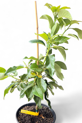 Avocado - 'Wurtz', Persea americana - 3G