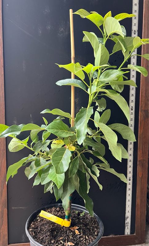 Avocado - 'Wurtz', Persea americana - 3G