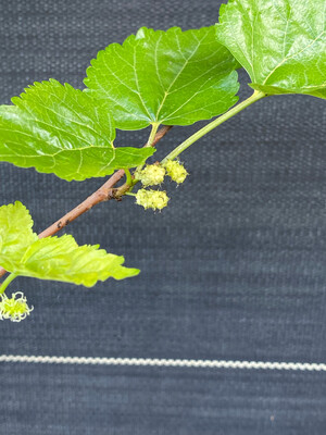 Mulberry - White (Morus alba) 1 gal.