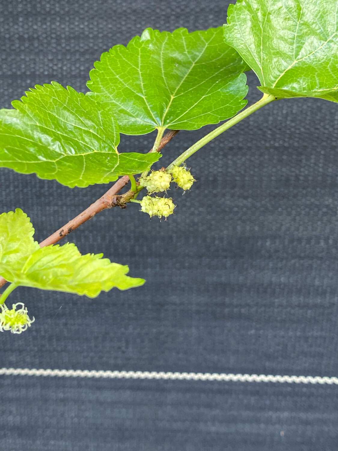 Mulberry - White (Morus alba) 1 gal.