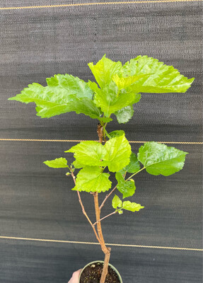 Mulberry - White (Morus alba) 1 gal.