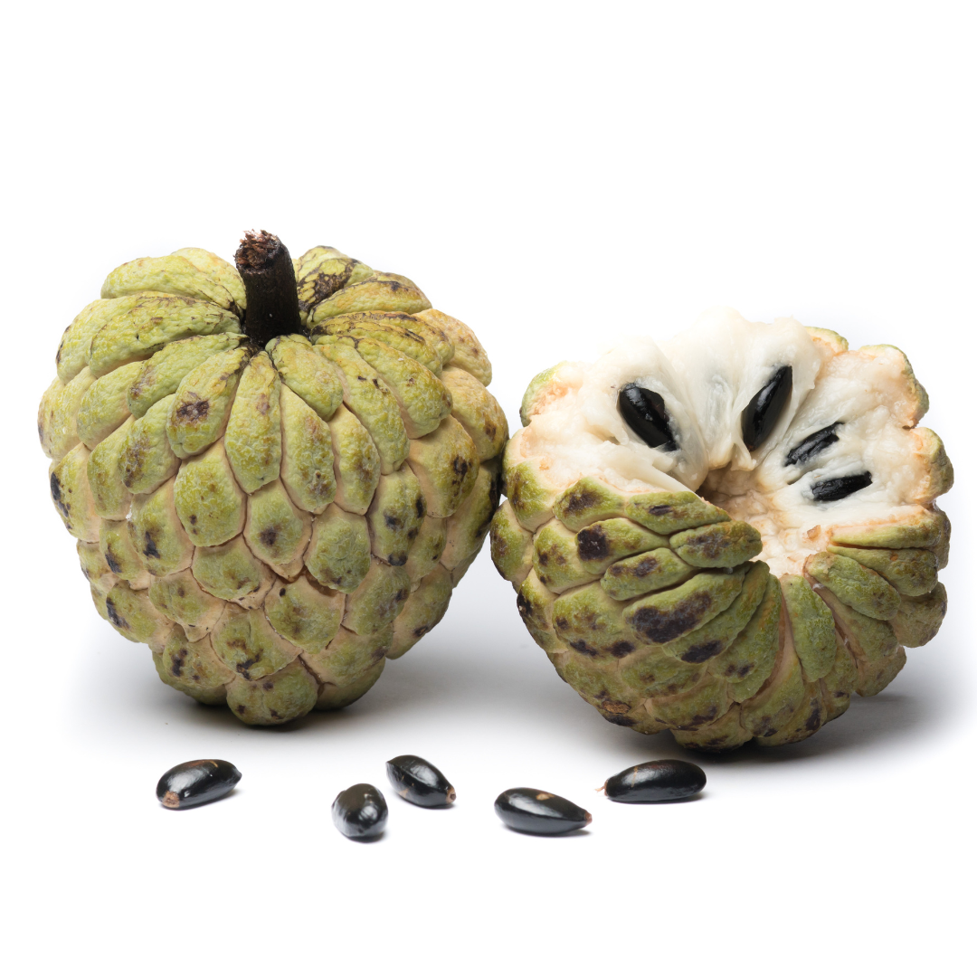 Atemoya 'Geffner' (Annona × atemoya) 3G