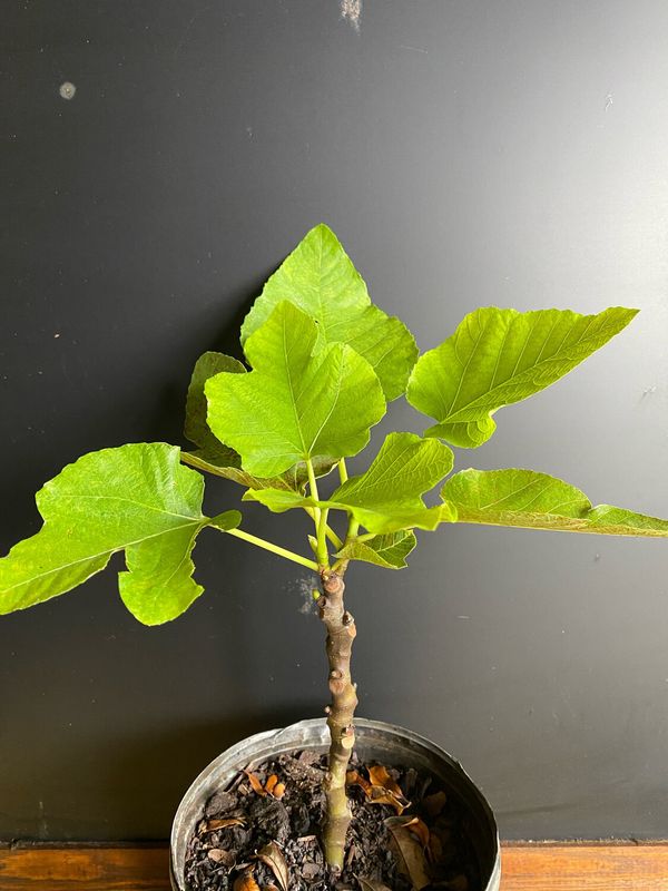 Fig - Di Redo (Ficus carica) 1G