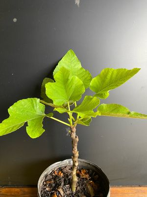 Fig - Di Redo (Ficus carica) 1G