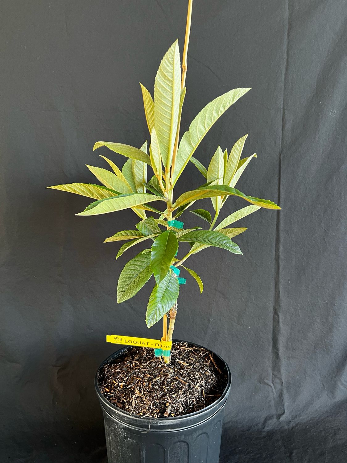Loquat - Oliver (Eriobotrya japonica) 3G