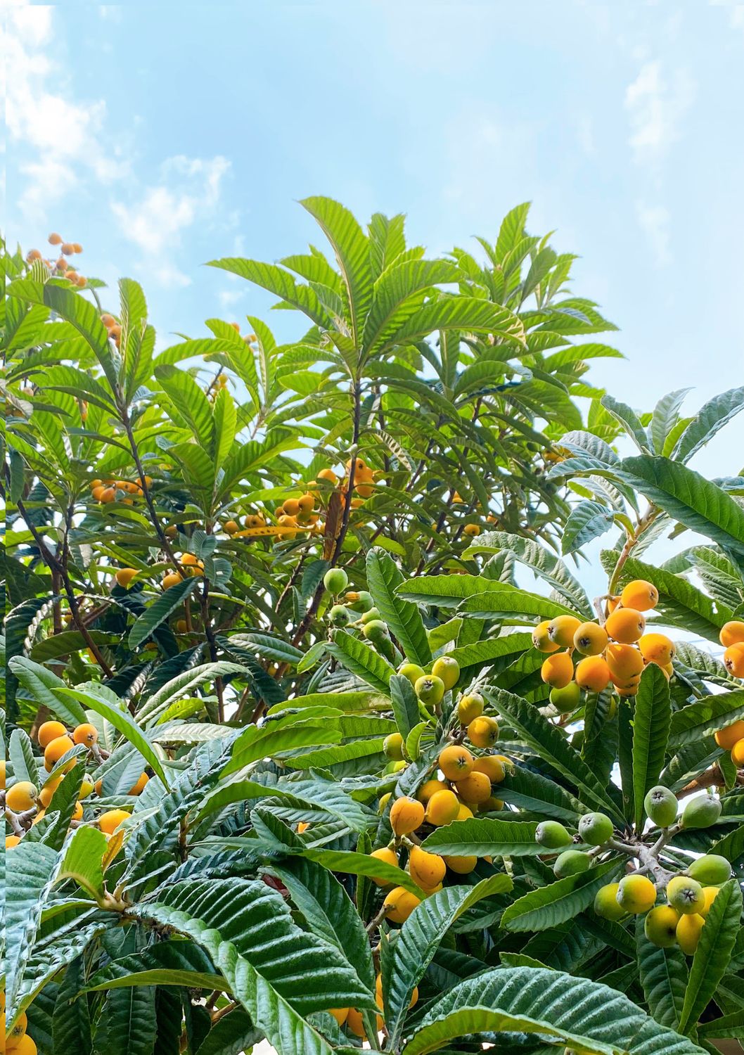 Loquat - Oliver (Eriobotrya japonica) 3G