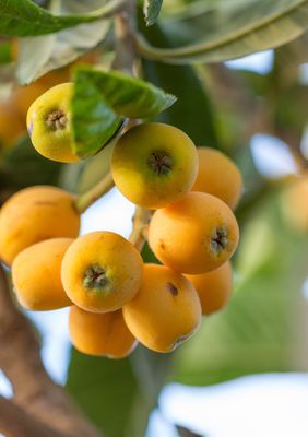 Loquat - Oliver (Eriobotrya japonica) 3G