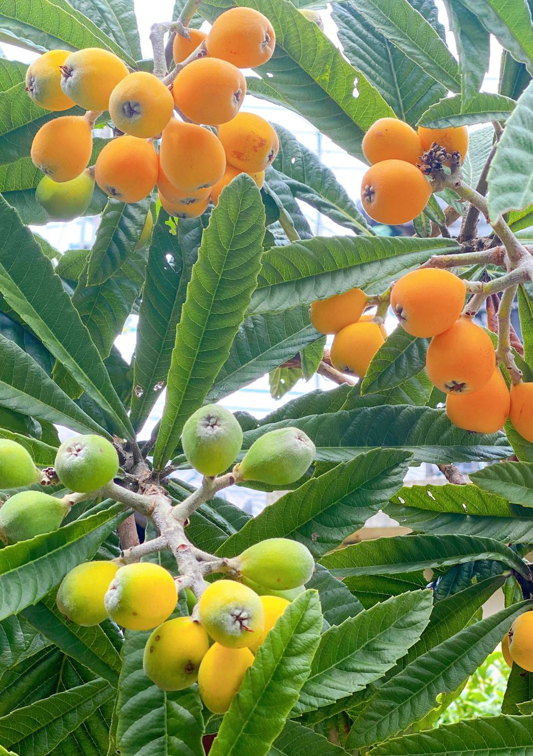 Loquat - Oliver (Eriobotrya japonica) 3G