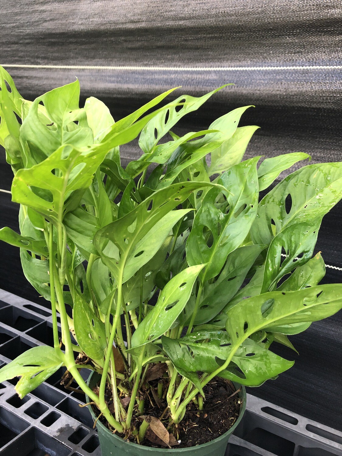 Monstera - Swiss Cheese (Monstera adansonii) 1G