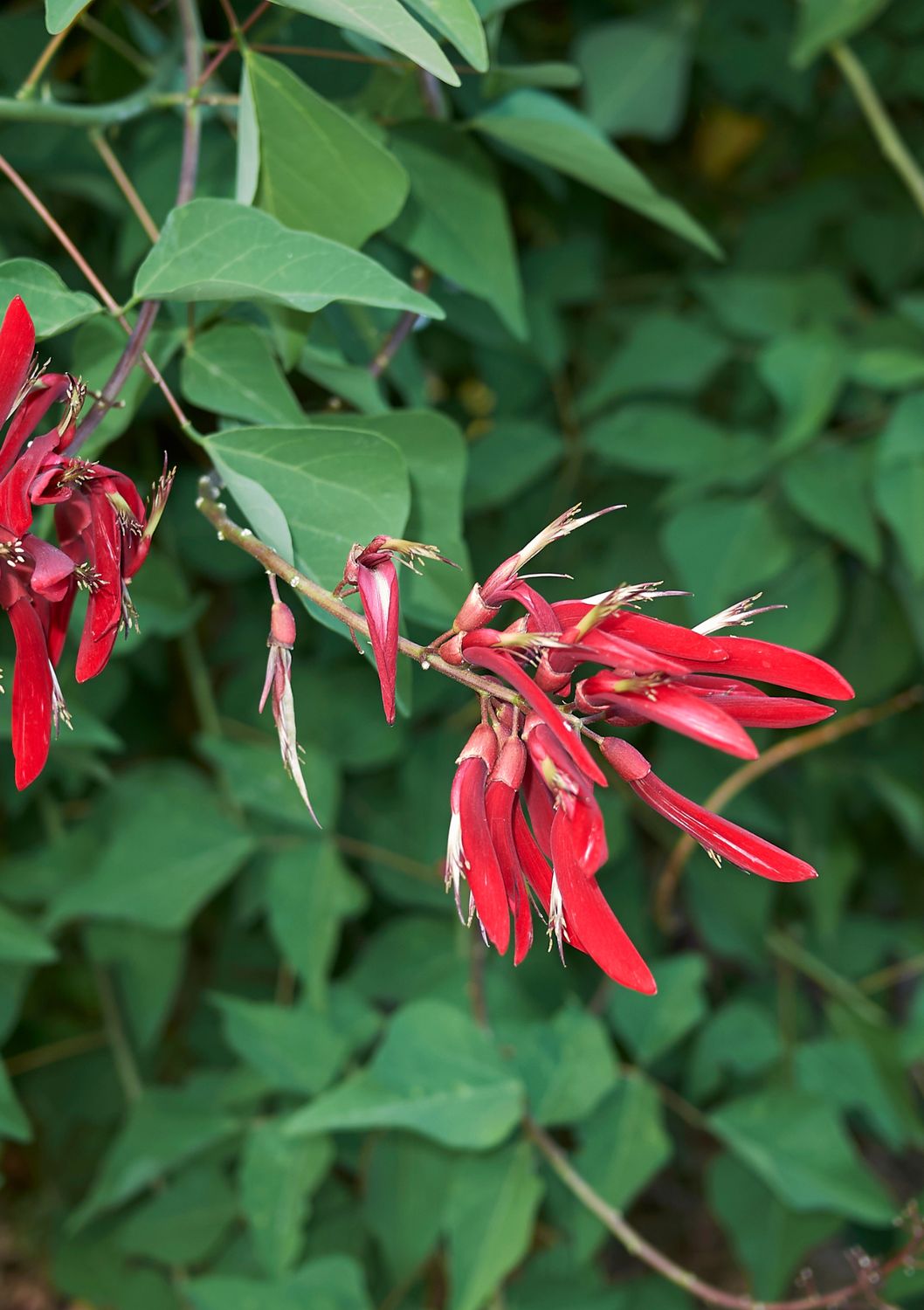 Coral Bean (Erythrina herbacea) SEEDS