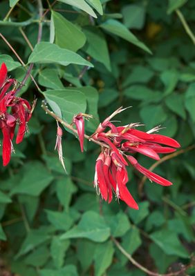Coral Bean (Erythrina herbacea) SEEDS