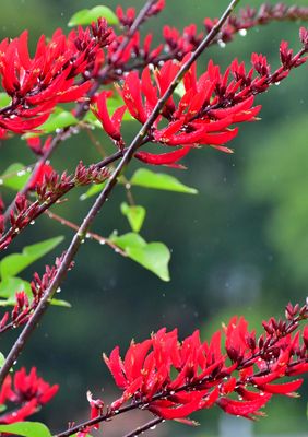 Coral Bean (Erythrina herbacea) SEEDS