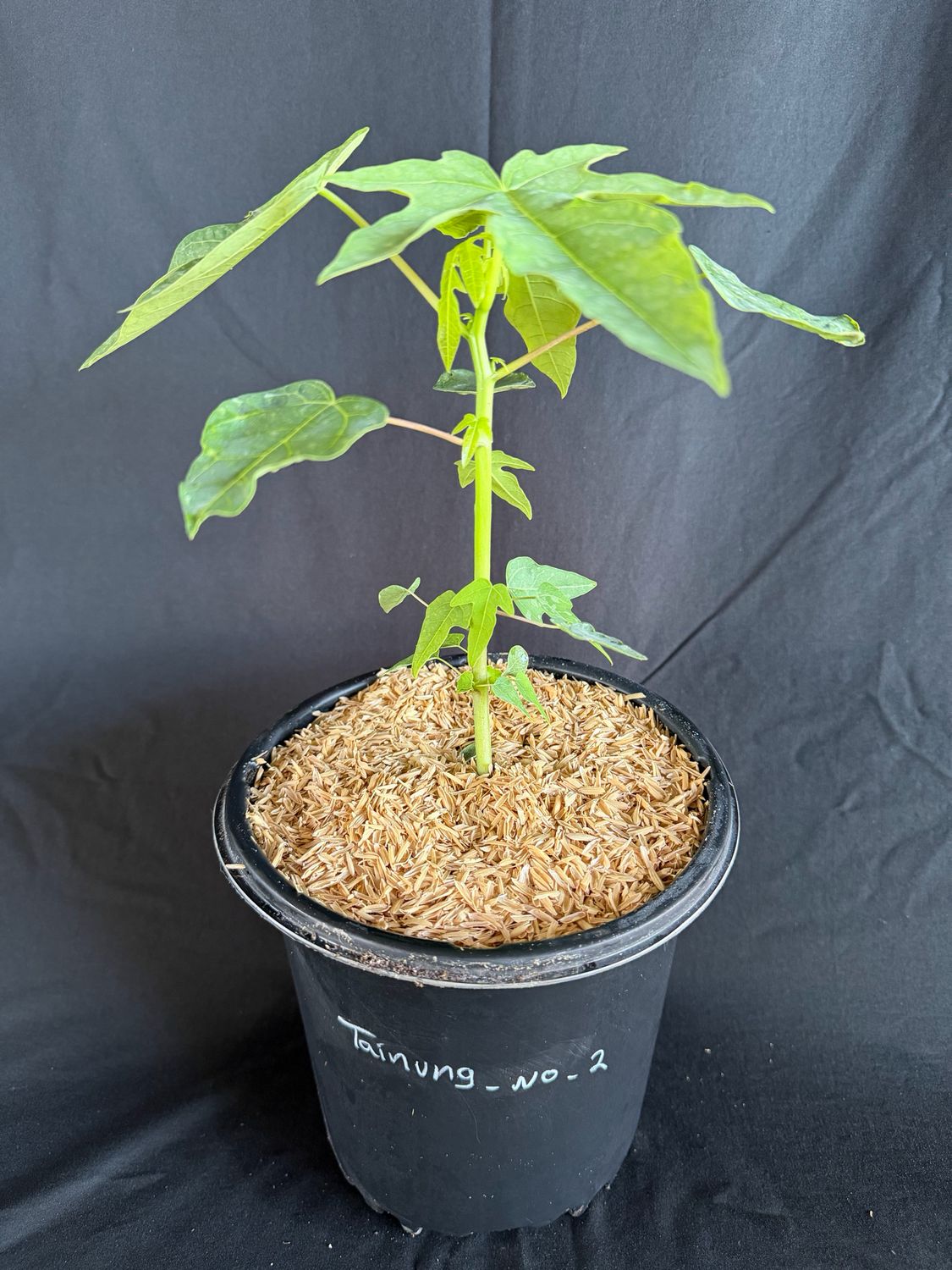 Papaya - 'Tainung 2' 1G