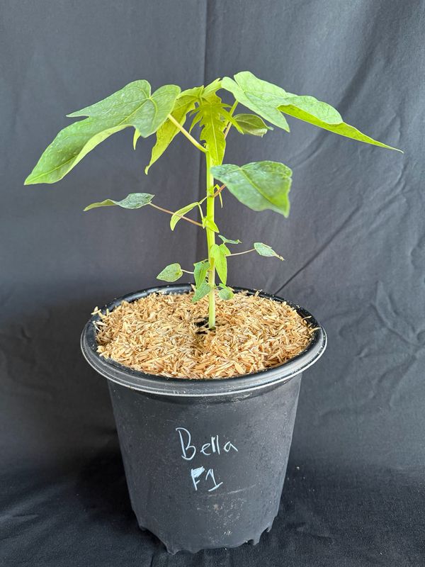 Papaya - 'Bella F1' (Hybrid) 1G
